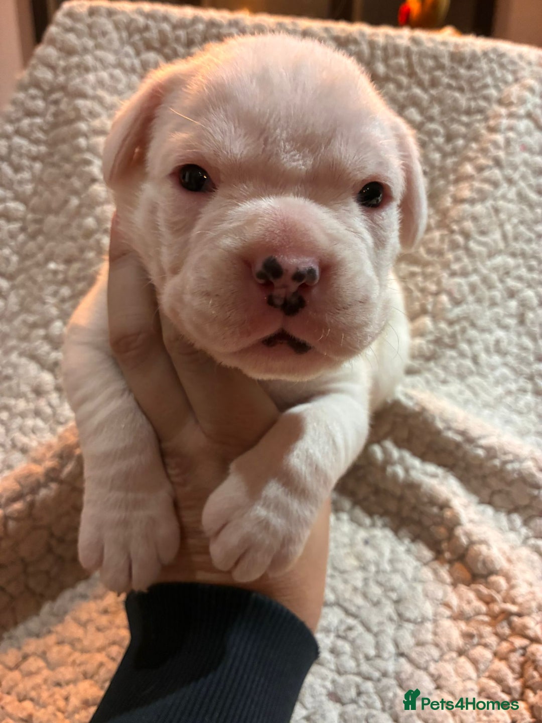 Boxer dogs for sale: Kc ref boxers bobtail pups available  - Advert 9