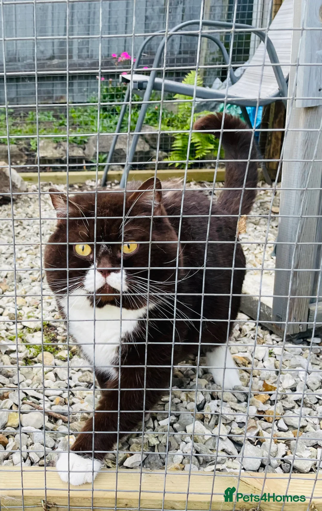 British Shorthair cats for sale: GCCF STUD FOR SALE ( URGENT)  - Advert 1