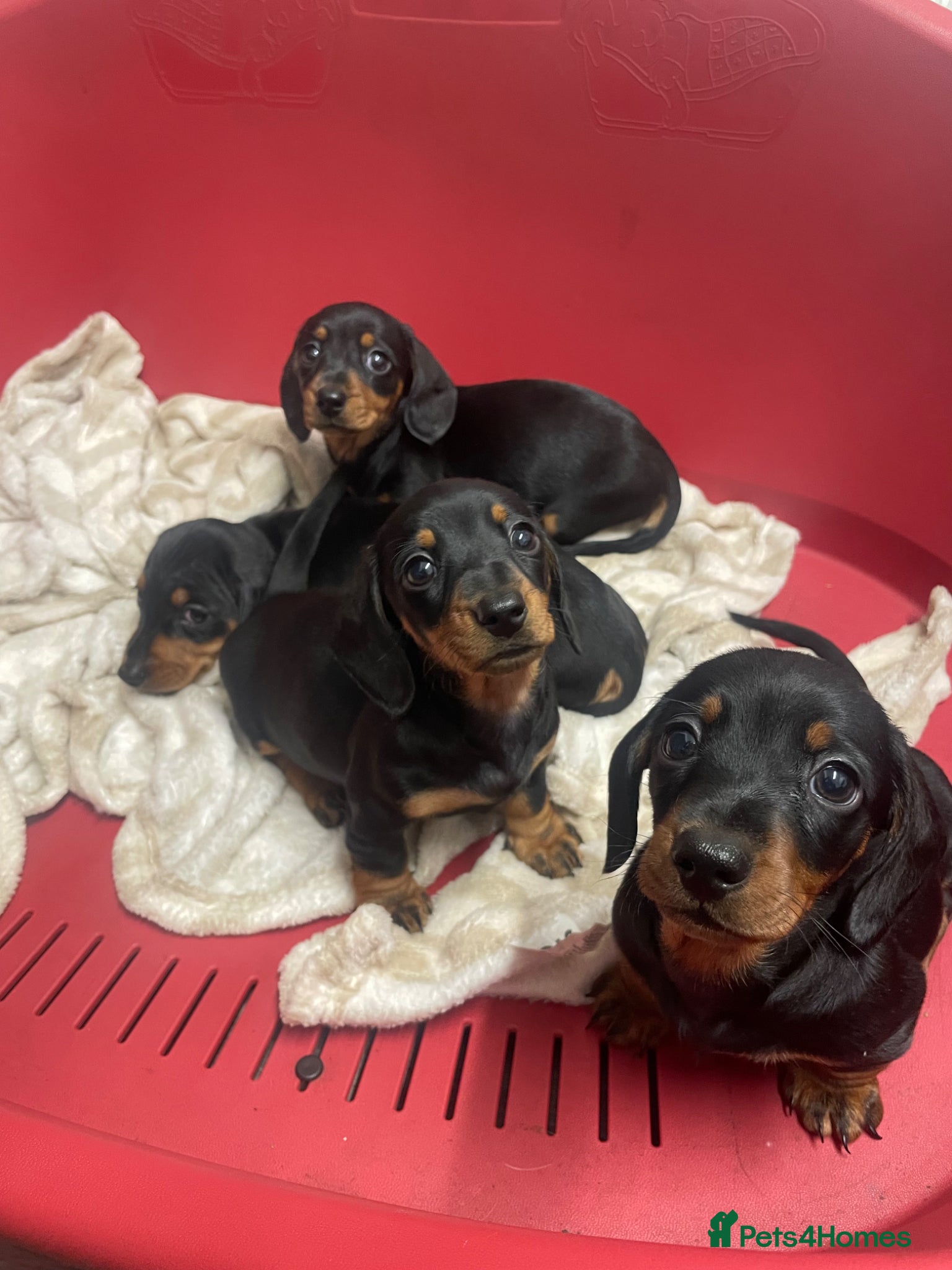 Miniature Dachshund dogs 4 black & tan miniature dachshund puppies. - Advert 15