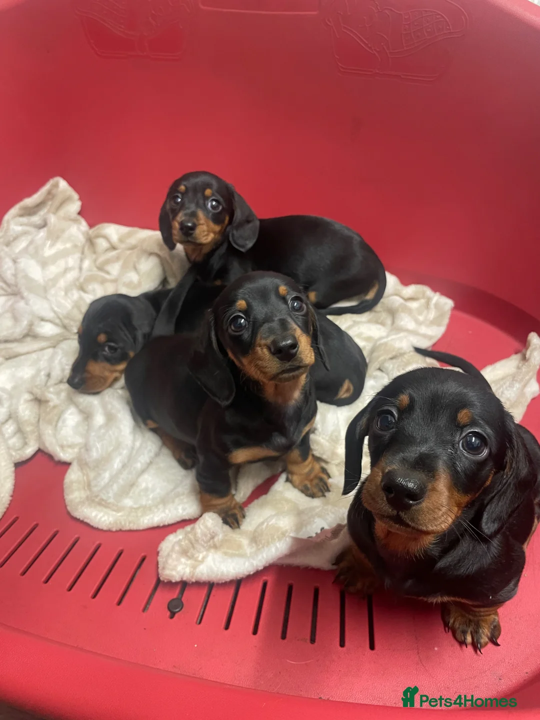 Miniature Dachshund dogs for sale: 4 black & tan miniature dachshund puppies. - Advert 1