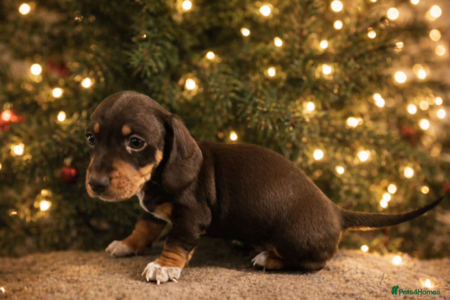 Miniature Dachshund dogs Which chocolate do you choose ?? 🍬  - Advert 4