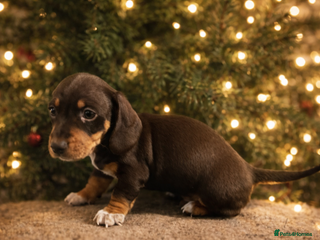 Miniature Dachshund dogs Which chocolate do you choose ?? 🍬 - Advert 4