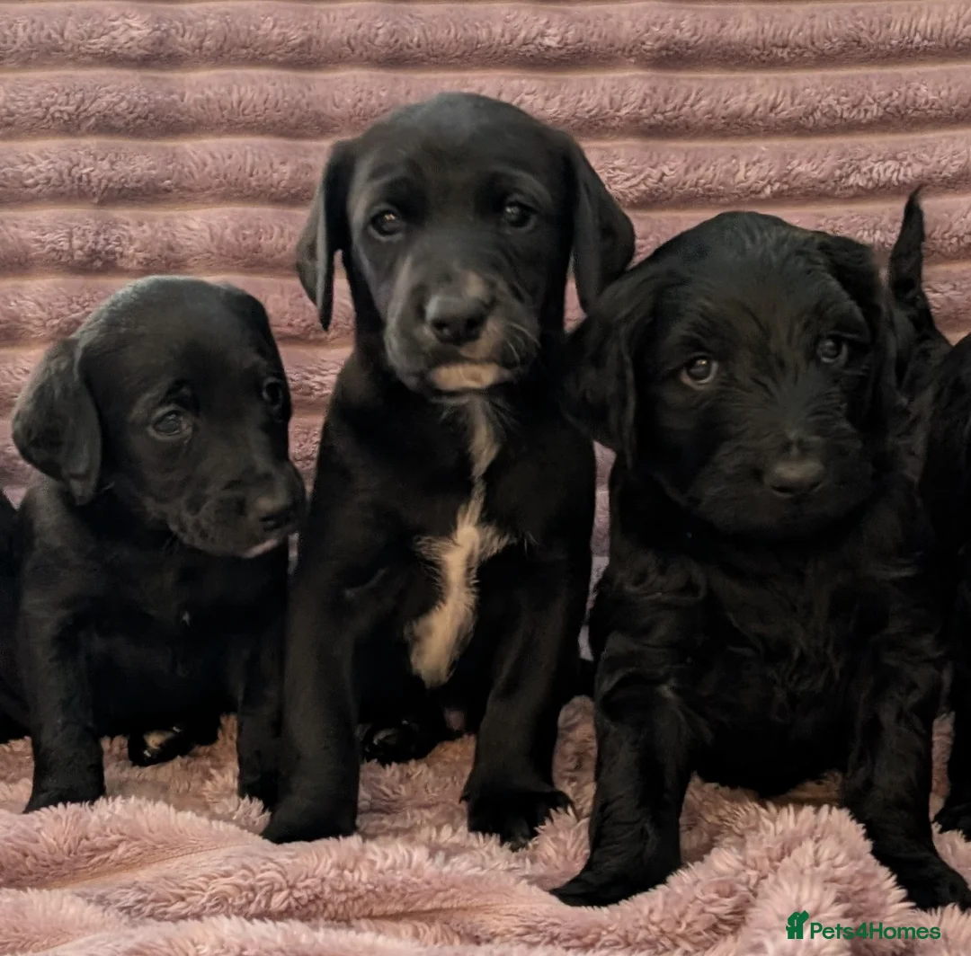 Labradoodle dogs for sale: 🐾 Labradoodle Puppies 🐾 - Advert 18