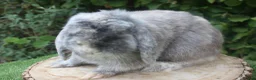 Mini Lop rabbits for sale: Mini lop male rabbit  - Advert 4