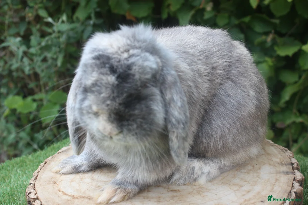 Mini Lop rabbits for sale: Mini lop male rabbit  - Advert 4