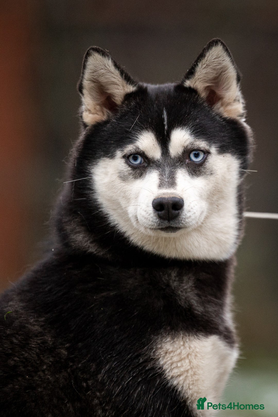 Siberian Husky dogs for adoption: LARA – Female Siberian Husky - Advert 4