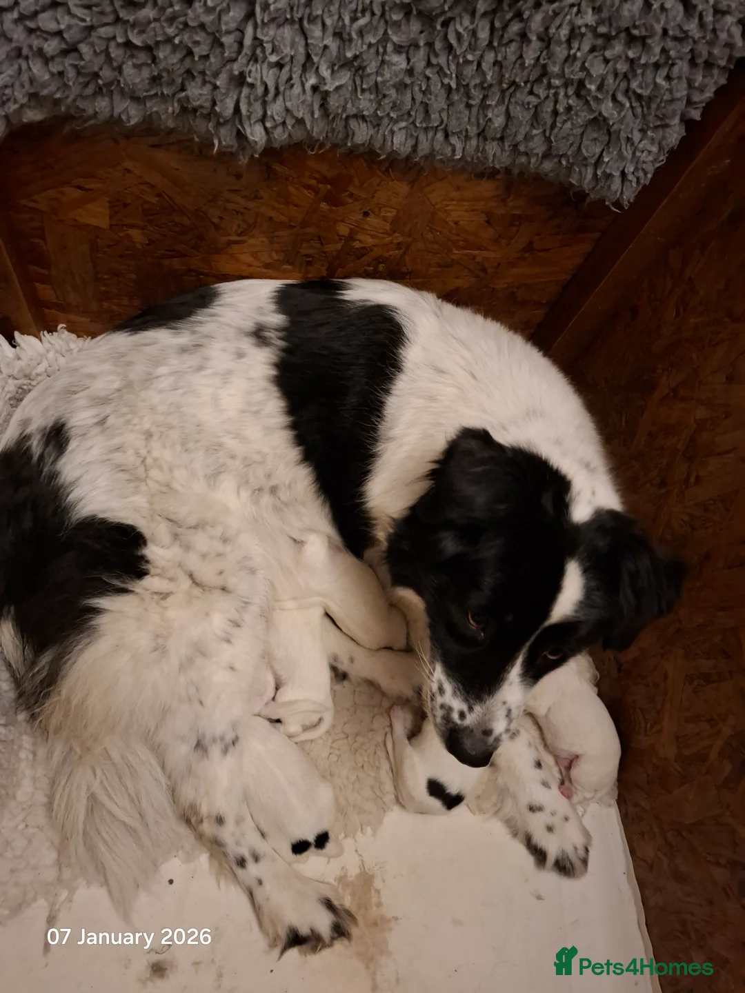 Samoyed dogs for sale: Samoyed x Border Collie Hybrid pups - Advert 4