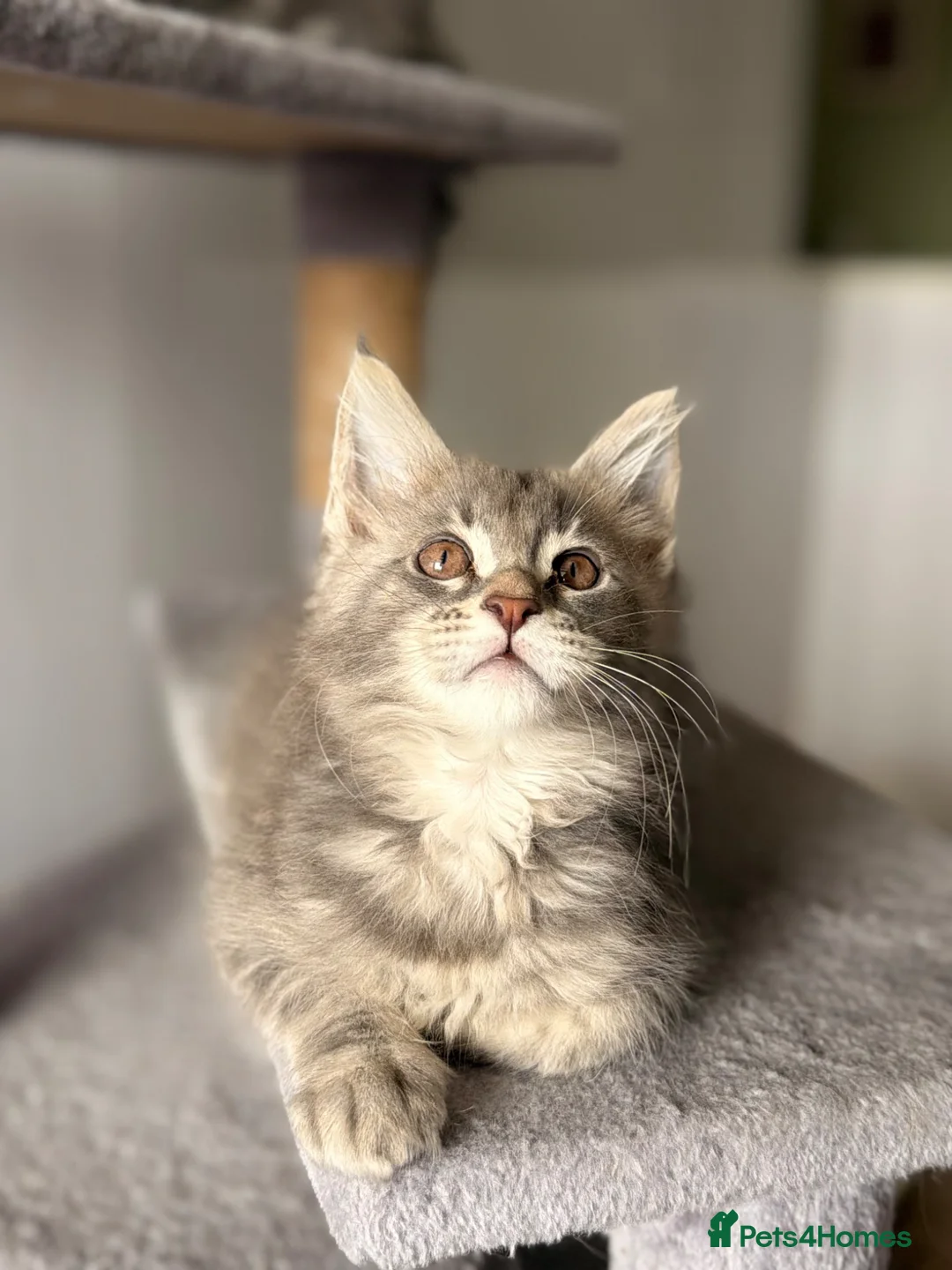 Maine Coon cats for sale: ❤️READY NOW❤️ Maine coon kittens - Advert 8