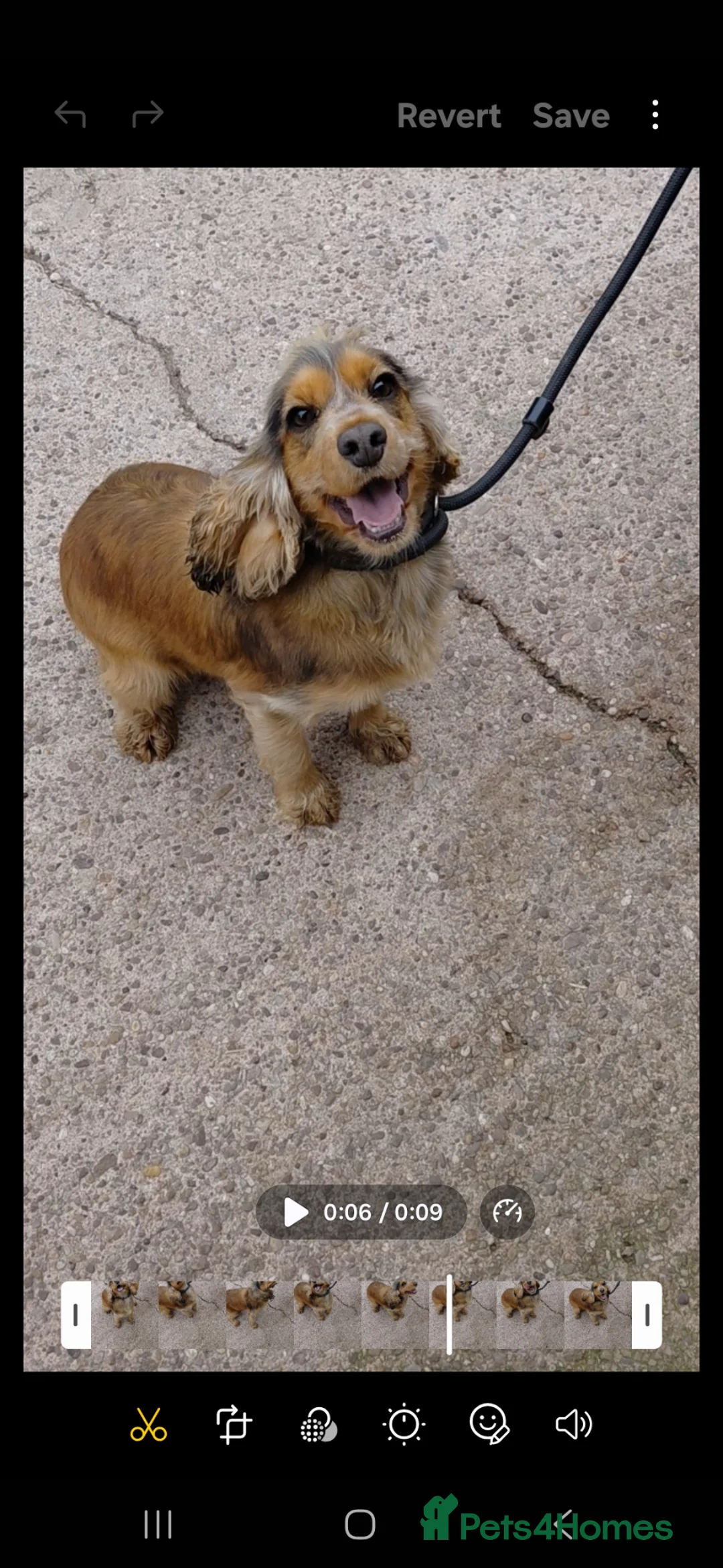 Cocker Spaniel dogs for sale: Tri colored girl for sale - Advert 1