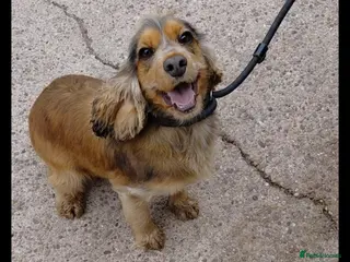 Cocker Spaniel dogs Tri colored girl for sale - Advert 1