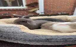 Mini Lop rabbits for sale: Mini lop bunny’s  - Image 1