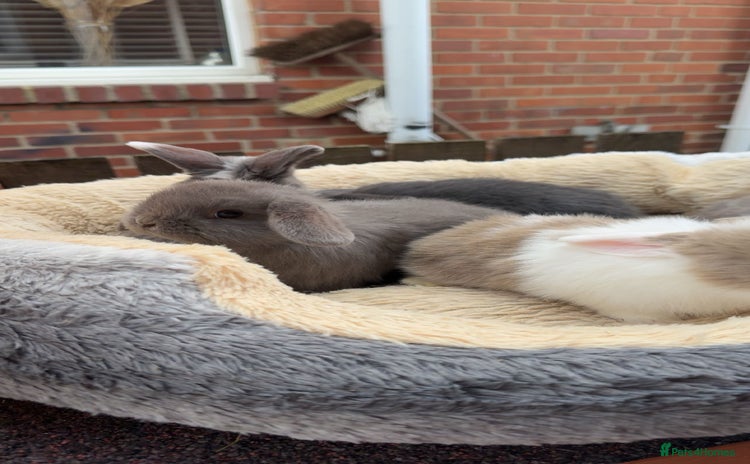 Mini Lop rabbits - Advert 7