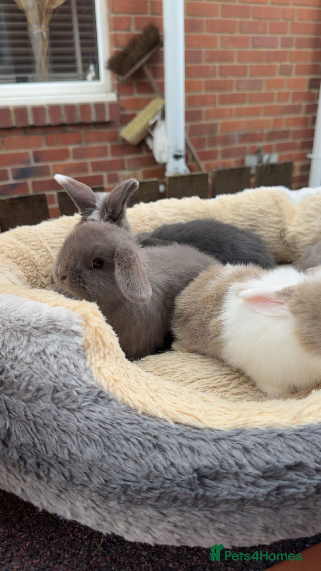 Mini Lop rabbits for sale: Mini lop bunny’s  - Image 1