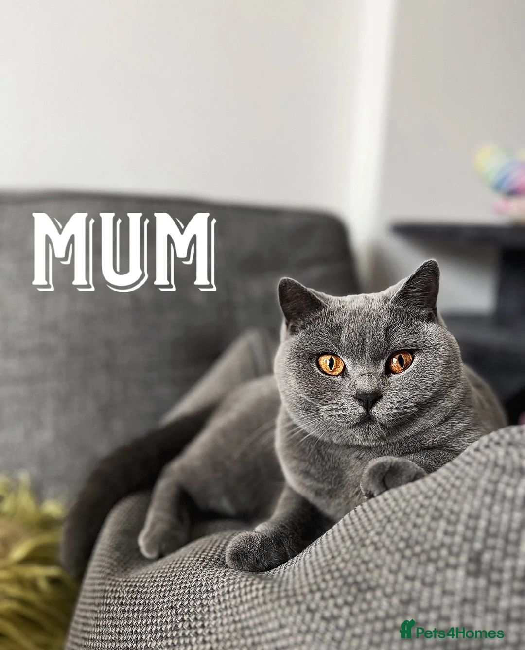 British Shorthair cats for sale: ✨BSH GCCF registered girl ready to leave🏡✨ in Twickenham - Advert 7