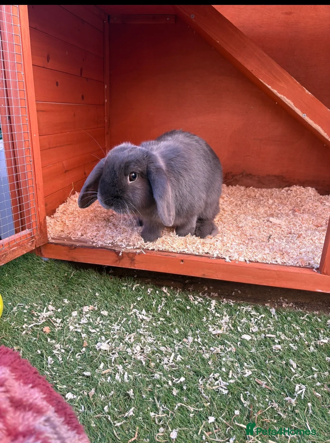 Mini Lop rabbits for sale: 3 x rabbits - 1 girl and 2 boys in Durham - Advert 1