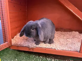 Mini Lop rabbits 3 x rabbits - 1 girl and 2 boys - Advert 1