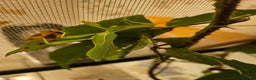 Stick Insects invertebrates for sale: Leaf Insect eggs - Advert 5