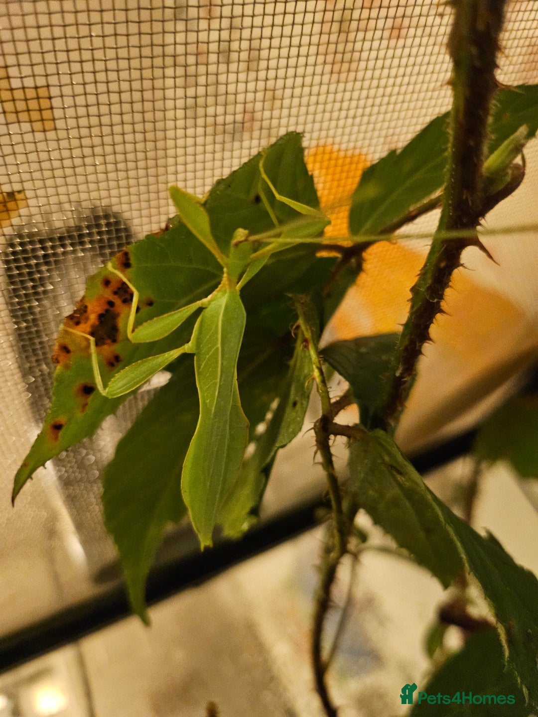 Stick Insects invertebrates for sale: Leaf Insect eggs - Advert 5