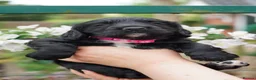 Sprocker dogs for sale: Joyful Sprocker Puppies for Sale - Advert 23