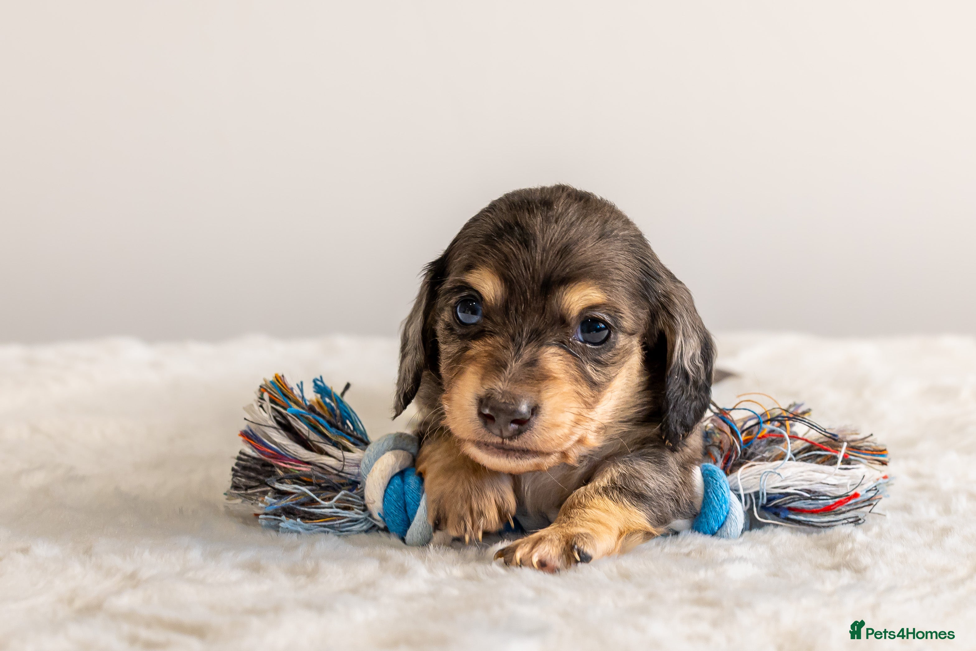 Miniature Dachshund dogs Exceptional PRA clear Champion miniature L/H dachs - Advert 6