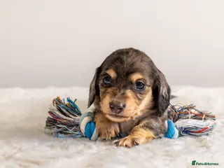 Miniature Dachshund dogs Exceptional PRA clear Champion miniature L/H dachs - Advert 6