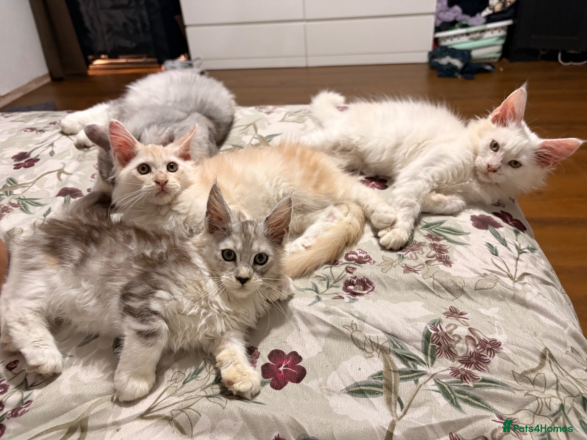 Maine Coon cats 🐾✨ MAJESTIC MAINE COON KITTENS ✨🐾 - Advert 1