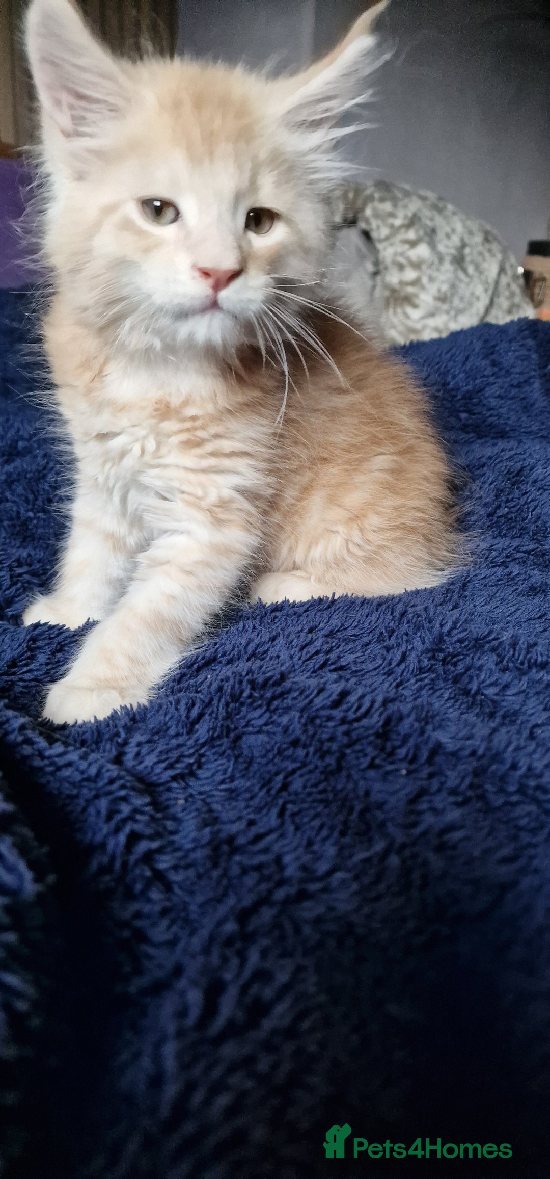 Maine Coon cats for sale: Maine Coon Kittens Looking for Loving Homes - Advert 12