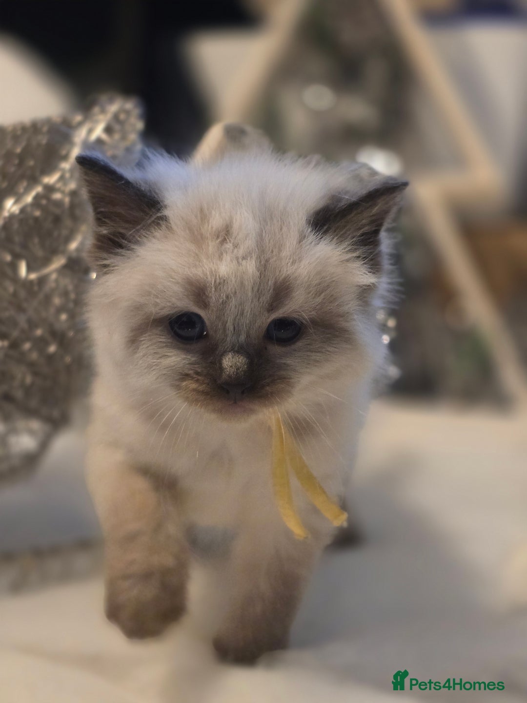 Ragdoll cats for sale: Precious GOOF Registered Ragdoll Kittens - 3 Girls - Advert 9