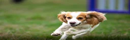 Cocker Spaniel dogs for sale: Working Cocker Spaniel Puppies – Ready 5th Sept - Advert 3