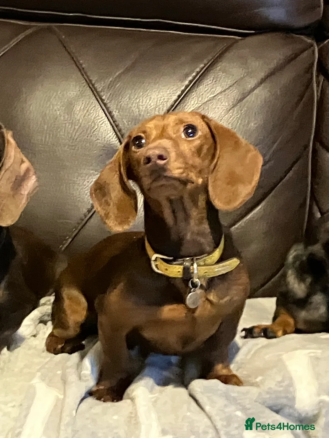 Miniature Dachshund dogs for stud: kc reg.. fully health tested miniature dachshund in Wrexham - Advert 13