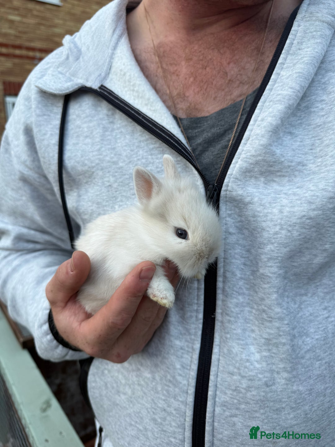 Lionhead rabbits for sale: 3x dwarf lionhead bunnies for sale - Image 2