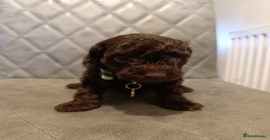 Toy Poodle dogs - Advert 8