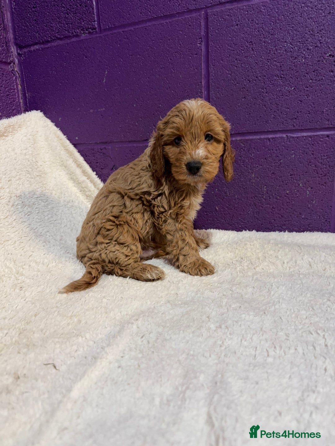 Cockapoo dogs for sale: Gorgeous F1 Cockapoo puppies! - Advert 9