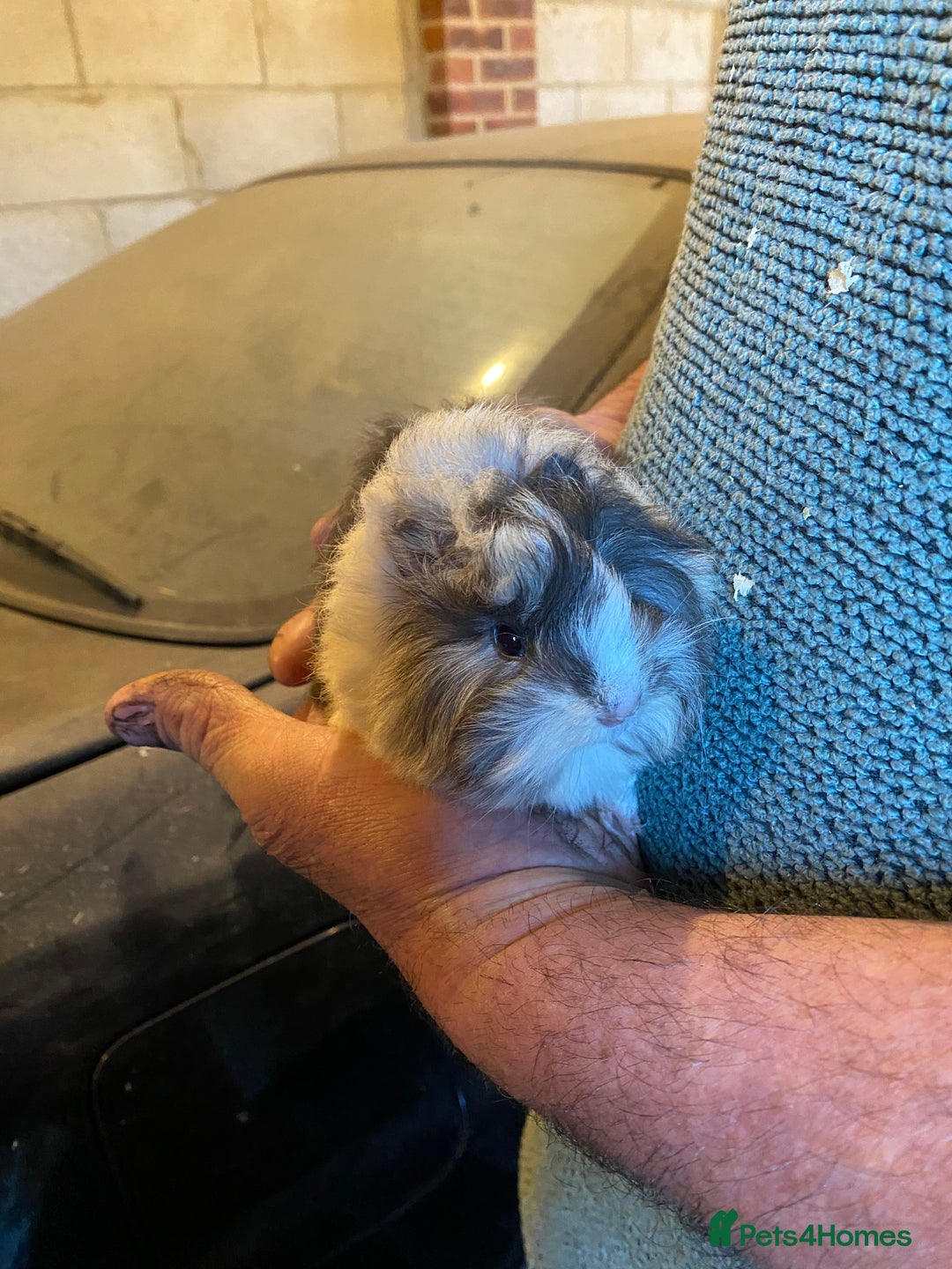 Guinea Pig rodents for sale: Peruvian Guinea pigs  - Advert 6