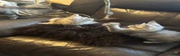 Maine Coon cats for sale: Champion Maine coon girl 💖 - Advert 10