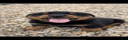Rottweiler dogs for sale: Stunning German Rottweiler puppies - Advert 16