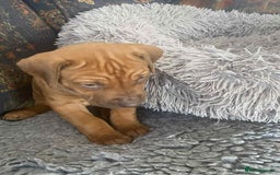 Rhodesian Ridgeback dogs for sale: KC reg Rhodesian Ridgeback puppies - Image 9