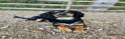 Cocker Spaniel dogs for stud: Health Tested KC Working Cocker Spaniel Stud in Godalming - Advert 2