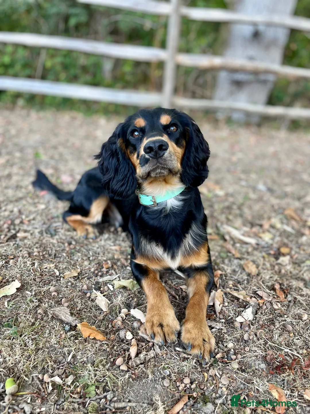 Cocker Spaniel dogs for stud: Health Tested KC Working Cocker Spaniel Stud in Godalming - Advert 2