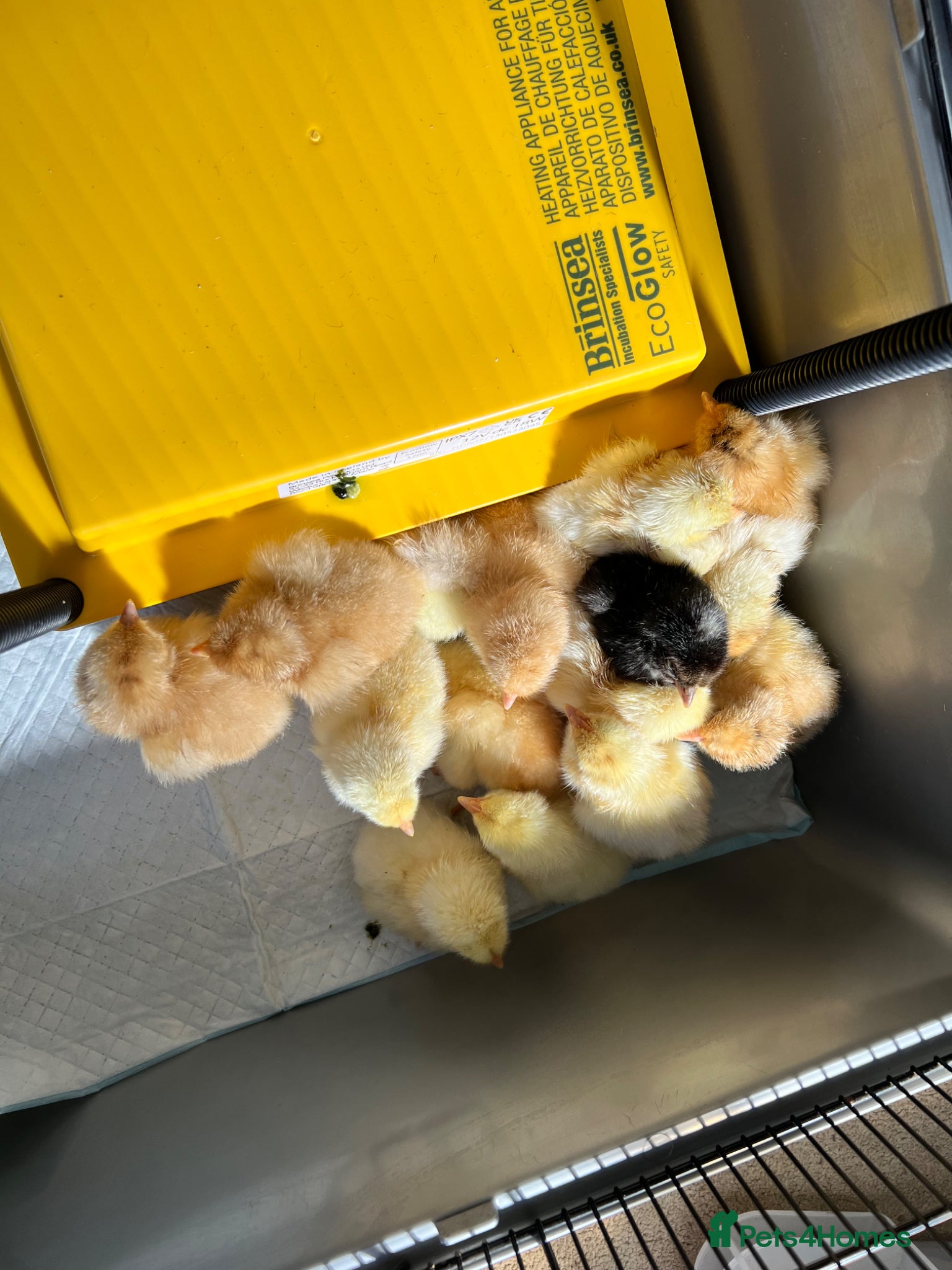 Chickens poultry Hybrid chicks newly hatched - Advert 2