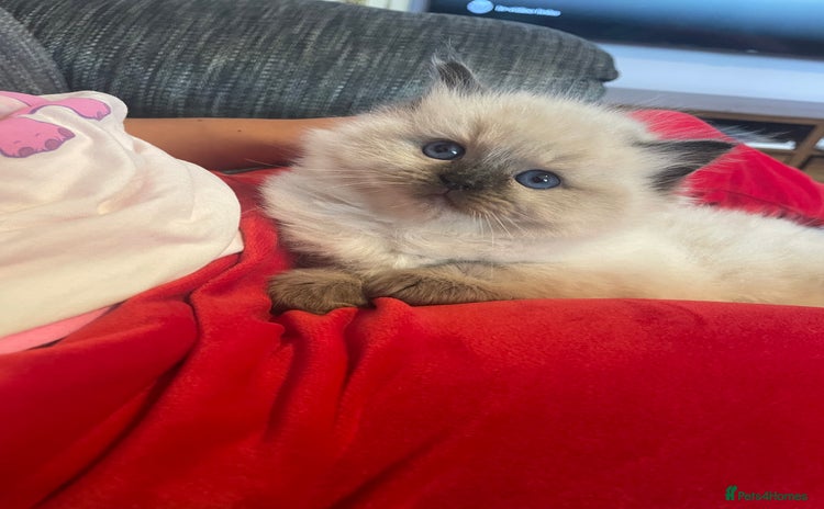 Ragdoll cats - Advert 3