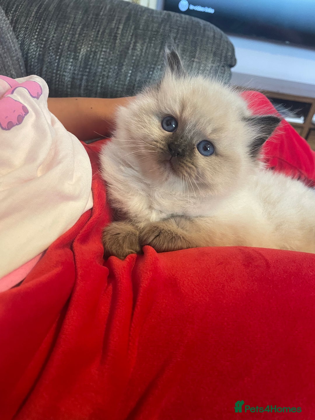 Ragdoll cats for sale:  Beautiful Ragdoll Kittens * 3 BoYs *  - Image 1