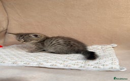 British Shorthair cats for sale: Lovely brown spotted British shorthair kittens - Image 5