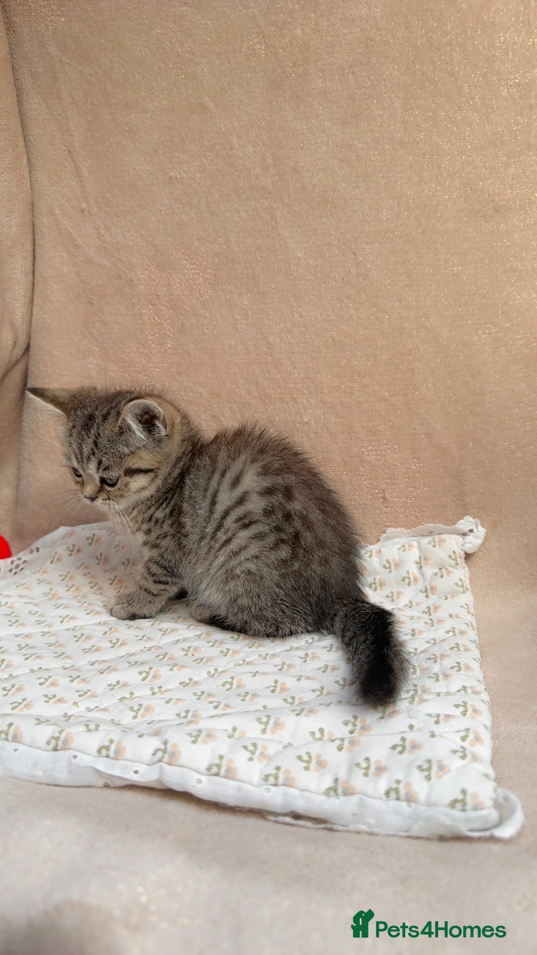 British Shorthair cats for sale: Lovely brown spotted British shorthair kittens - Image 5