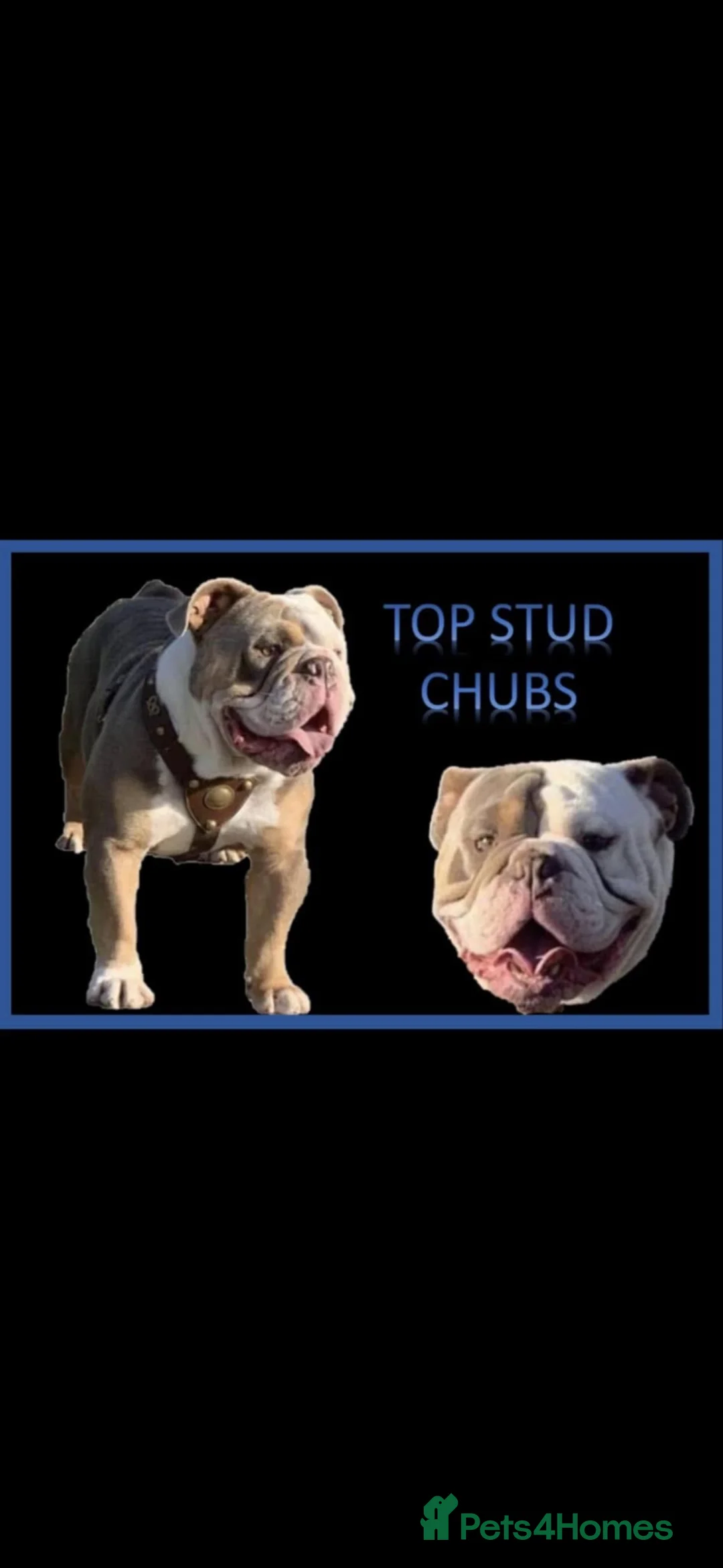 Olde English Bulldogge dogs for stud: Old English bulldog  - Advert 1