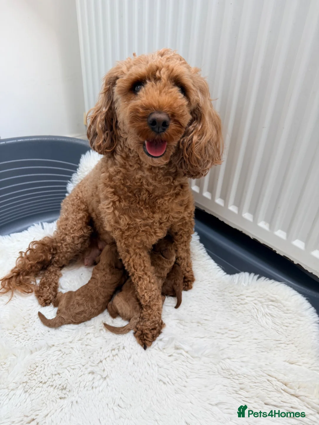 Miniature Poodle dogs for sale: Kc gorgeous red mini Poodle 5 gen pedigree  - Advert 1
