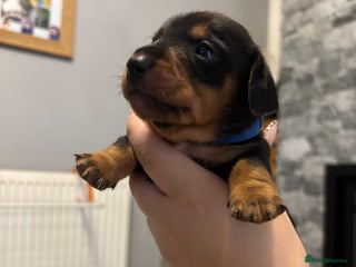 Mixed Breed dogs 5 beautiful dorkie puppies for sale - Advert 16