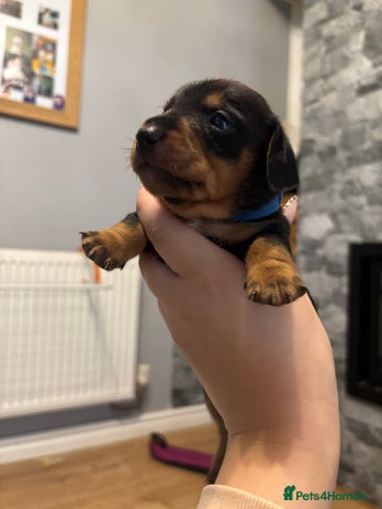 Mixed Breed dogs - Advert 5