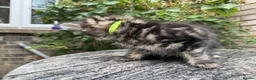 Maine Coon cats for sale: Maine Coon Bengal Cross Kittens - Advert 5