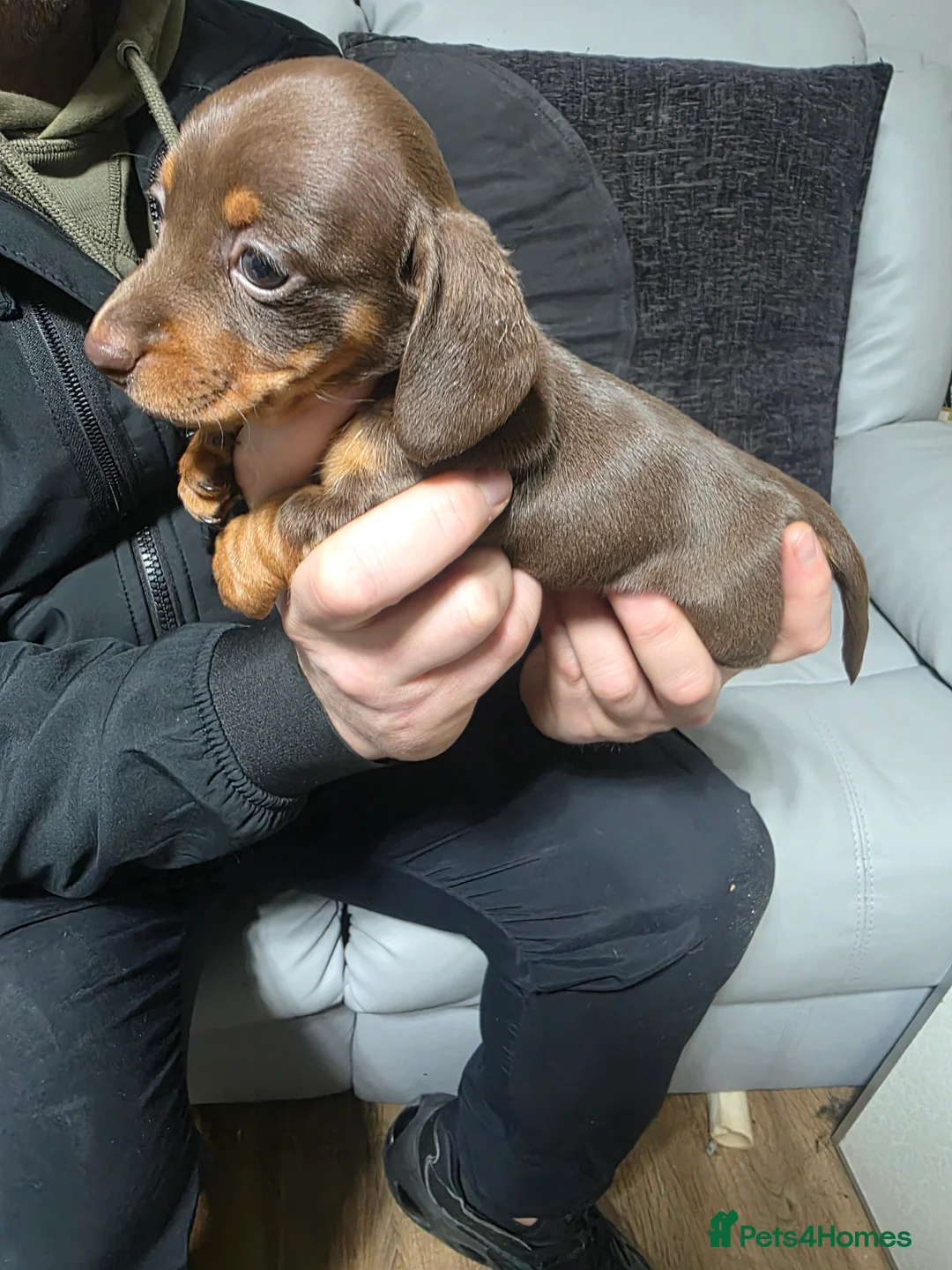 Miniature Dachshund dogs for sale: Miniture Daschunds (Kaninchens) - Advert 6